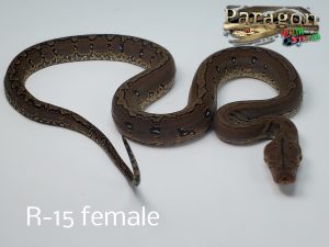 50 % OFF TIL XMAS Marble Pos Het Anthrax