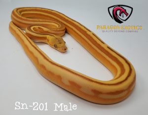 FREE SHIPPING OGS SUNTIGER STUNNING