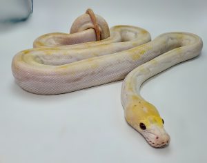 Lavender PIED Pos. Plat. GORGEOUS GIRL