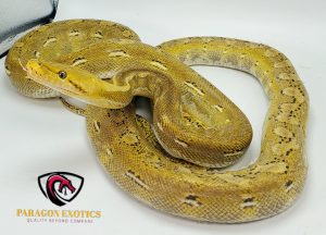 Phantom Platty Sun Pos. Het. Albino