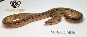 Lemonglow Anthrax Pos Het Purple FREE SHIPPING