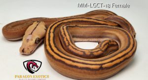 Mochino Marble Golden Child Tiger FREE SHIPPING