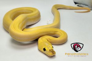 GORGEOUS ULTRA IVORY RETIC FREE SHIPPING