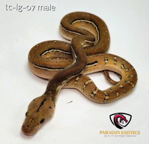 Lemonglow Anthrax Pos Het AlbinoPos Het Citrus. FREE SHIPPING