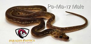 Phantom Anthrax Pos Het Mocha FREE SHIPPING