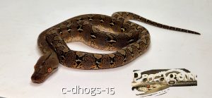 100% het OGS 66% Het Anthrax pos Het Alb