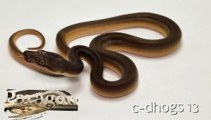 Golden Child Het OGS 66% Het Anthrax pos Het Alb