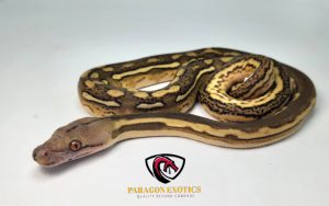 Phantom Tiger Het Anthrax