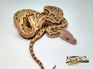 Mochino Motley Jaguar