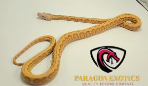 Lavender Sun Motley Sun *Reduced