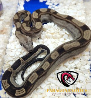 Motley Jungle Het Albino Pos het Anery
