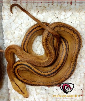 Mochino Marble GC Tiger