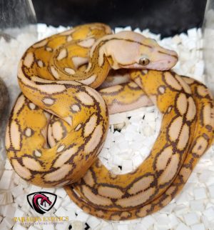 Mochino Motley Tiger