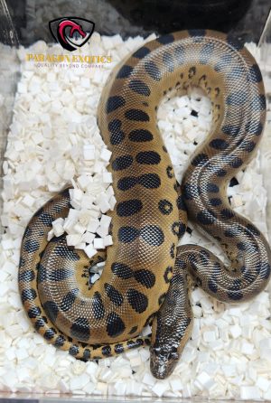 US CBB Green Anaconda